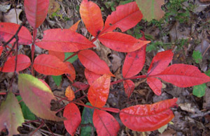 Winged sumac fall leaf color